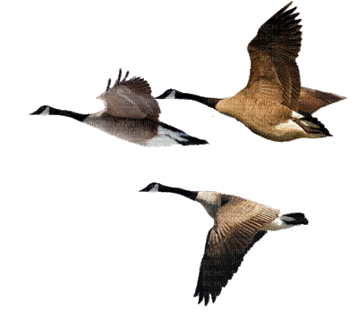 Birds bp - Gratis geanimeerde GIF