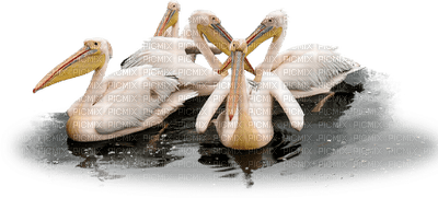 pelican-birds fåglar - png ฟรี