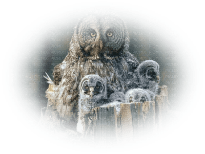 Kaz_Creations Owls Owl Birds Bird - kostenlos png