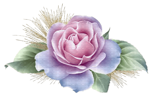 pink purple rose - gratis png