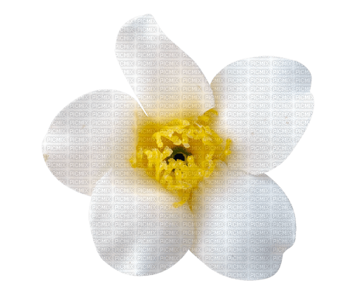 flor dubravka4 - png grátis