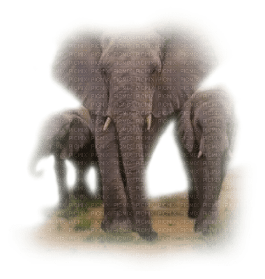 Kaz_Creations Elephants Elephant - δωρεάν png