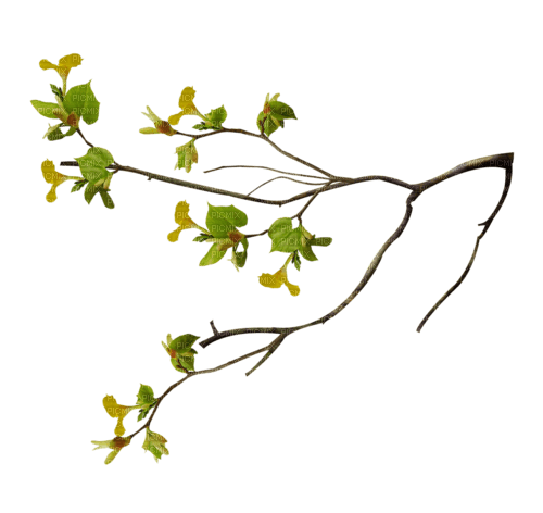 Branche - png grátis