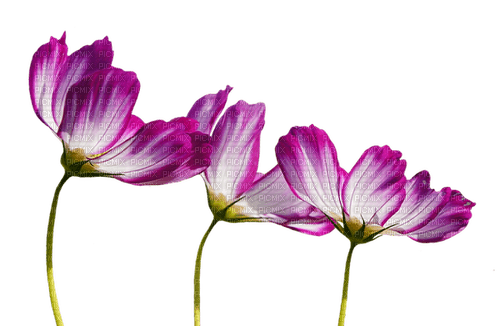 Blumen, Frühling - Free PNG