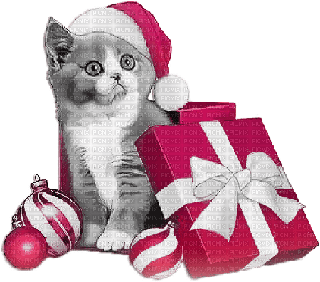soave animals cat christmas winter gift box - zadarmo png