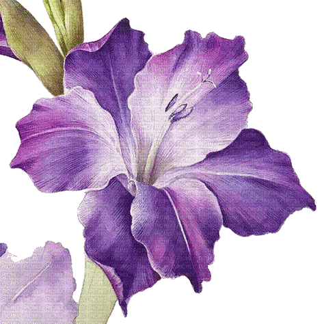 violet flower summer - Darmowy animowany GIF