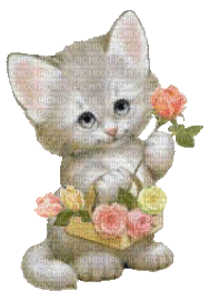 chaton et roses - GIF animé gratuit