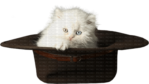 Cat.Chat.Gato.White.Kitty.Victoriabea - 免费PNG