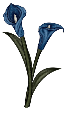 Flowers blue bp - darmowe png
