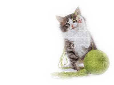 cat  wool chat - zdarma png