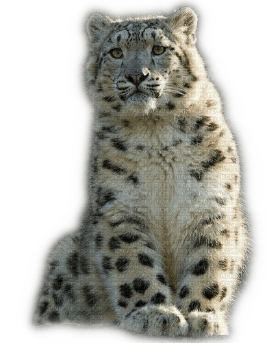 Rena Schneeleopard Raubkatze Tier Animal - png gratis