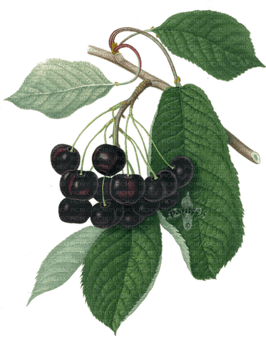 black cherries Bb2 - zadarmo png