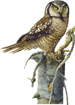 Kaz_Creations Birds Bird Owl - Бесплатный анимированный гифка