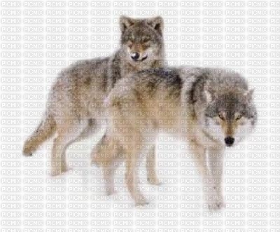 2 loups - png grátis