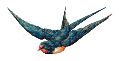 oiseau/clody - Free PNG
