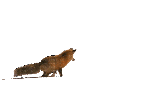 Животные - Ücretsiz animasyonlu GIF