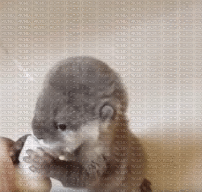 otter baby - Δωρεάν κινούμενο GIF
