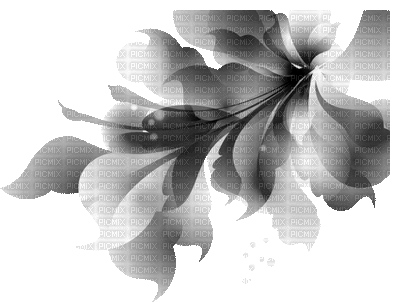 Flower, Flowers, Black, Deco, Decoration, GIF Animation - Jitter.Bug.Girl