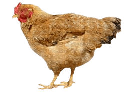 deco-chicken - 免费PNG