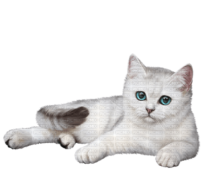 Kaz_Creations Cats Cat Kittens Kitten - ilmainen png