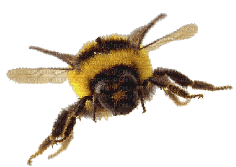 abeille - Бесплатный анимированный гифка
