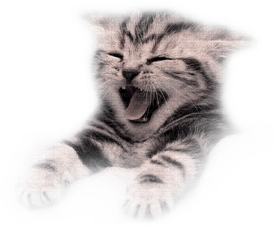chat cat - nemokama png