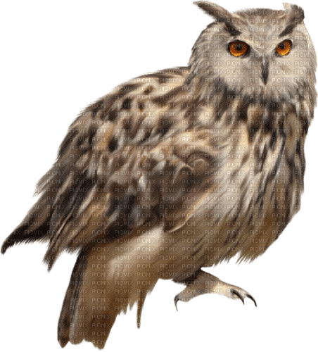 autumn deco kikkapink png owl - 免费PNG