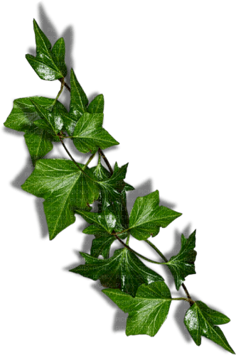 листьягуля - png grátis