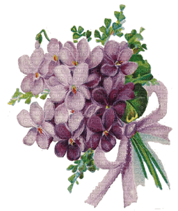 violeta - darmowe png