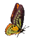 butterfly - GIF animado grátis