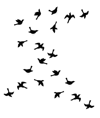 birds - ücretsiz png