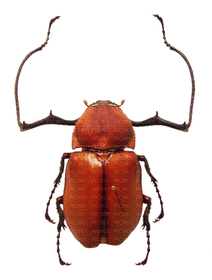 insecte - PNG gratuit