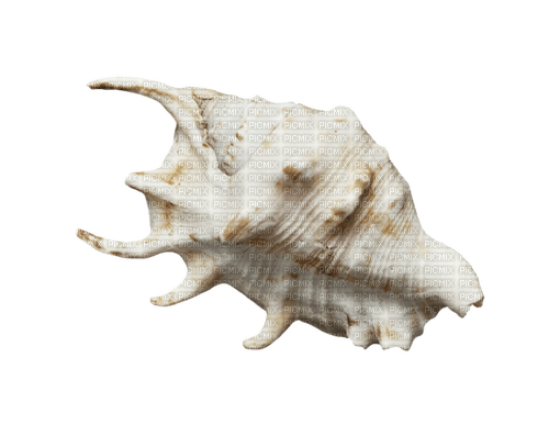 dolceluna seashell - PNG gratuit