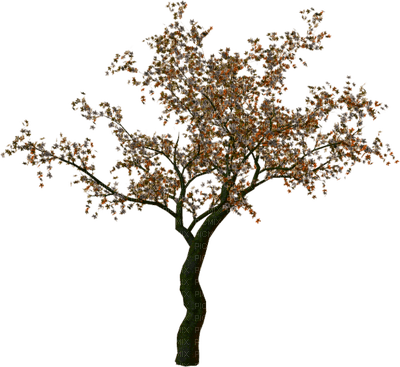 tree katrin - Free PNG