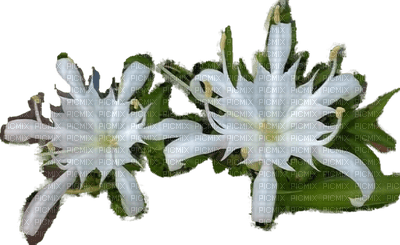 Thiệp hoa - PNG gratuit