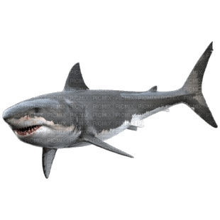 shark - png gratis