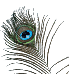 Peacock feather - GIF animé gratuit