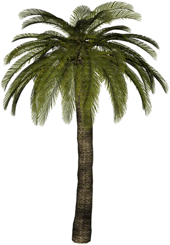 palm by nataliplus - darmowe png