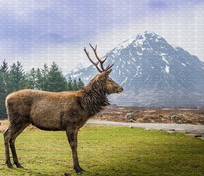 Kaz_Creations Deco  Backgrounds Background Deer - png grátis