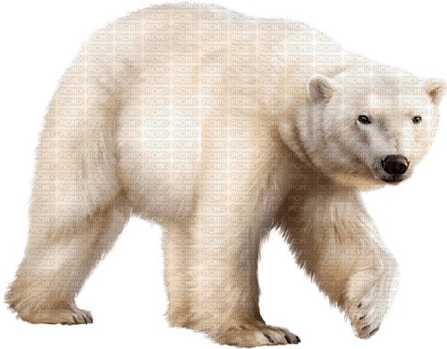 Polar.Bear.White - Free PNG