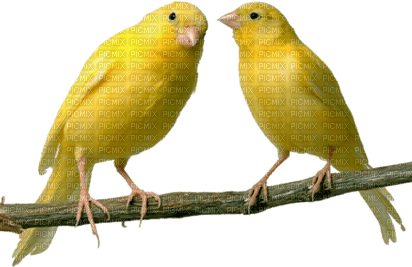 vogel bird - nemokama png