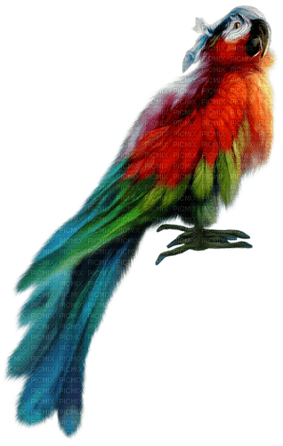 ✶ Parrot {by Merishy} ✶ - png gratuito