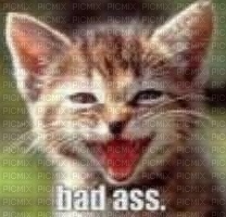 bad ass cat old meme - darmowe png