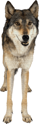 Kaz_Creations Wolf - kostenlos png