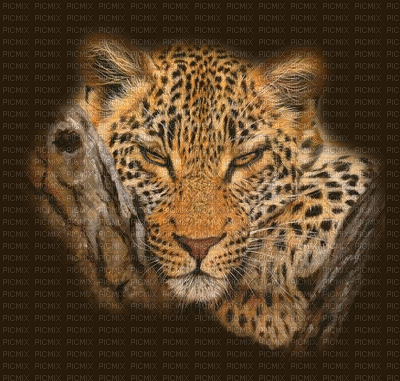 leopardo - Bezmaksas animēts GIF