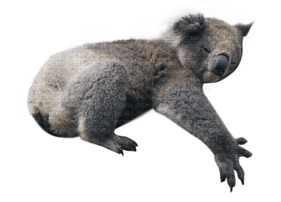 Australia animals koala bp - PNG gratuit