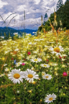 animated daisy background - GIF animé gratuit