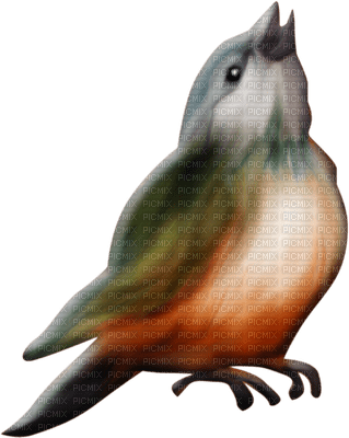 Kaz_Creations Birds Bird - zadarmo png