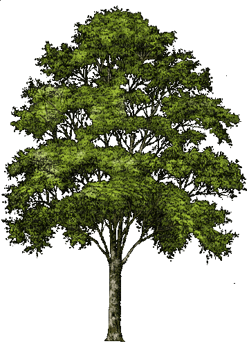 Деревья - Δωρεάν κινούμενο GIF