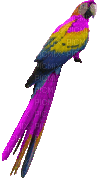 Kaz_Creations Bird Birds - Darmowy animowany GIF